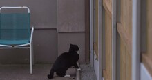 Black Cat Jumping Over High Garden Fence Impressive Agility