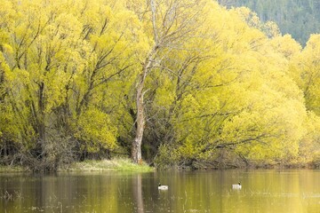 Two geese swim in pond by yellow trees.