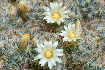 Wall Mural - Closeup of blooming cactus flowers