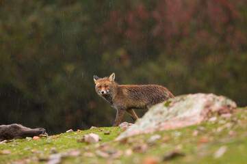 Poster - Wild fox with wet fur walking near its prey in the forest under the rain