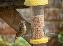 Close Up Of A Sparrow (Passer Domesticus) On A Bird Feeding Station