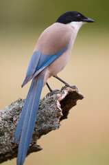 Sticker - Shallow focus of azure winged magpie bird sitting on a tree branch