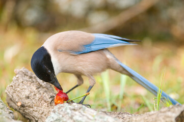 Sticker - Shallow focus of azure winged magpie bird eating a cherry in the field