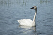 trumpeter swan on a lake