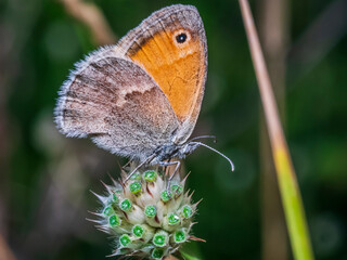 Canvas Print - butterfly 155