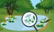 Pond biotope with microscopic unicellular organisms: protozoa (Paramecium caudatum, Amoeba proteus, Chlamydomonas, Euglena viridis), green algae and bacteria under magnifying glass