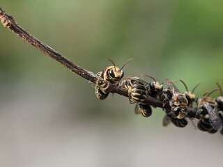 Poster - Closeup of a group of stingless bees resting on a tree branch