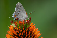 Gray Hairstreak Butterfly On Coneflower