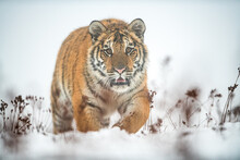 Siberian Tiger Walking On Snow. Panthera Tigris Altaica.