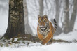 Ussuri tiger running straight into the camera. Winter close up shot in the snow