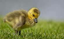 Close Up Of A New Born Canada Goose Gosling Feeding On Grass
