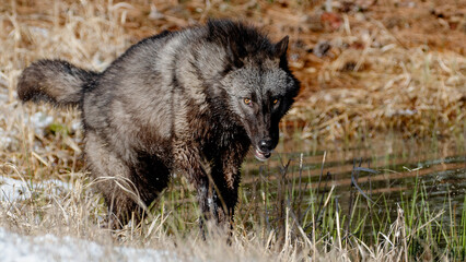 Sticker - Black British Columbia wolf walking on the lakeside in the forest on a snowy winter day