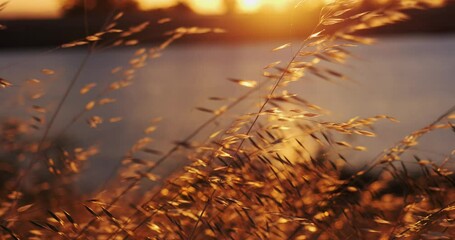 Poster - Grass glowing with sunlight at sunset on levee of river in slow motion