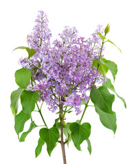  Lilac flowers with leaves isolated on white background. Clipping path. Syringa vulgaris flower.