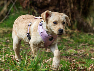 Sticker - Close-up of little cute Labrador puppy walking in the park