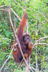 Wall Mural - Orangutan hanging on a tree holding its baby