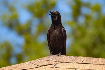 Canvas Print - Closeup shot of a black crow cawing sitting on a roof