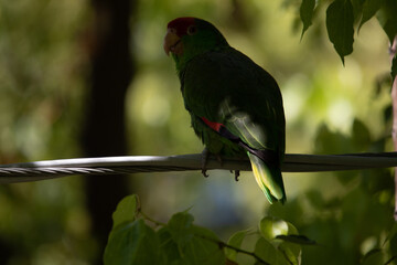 Sticker - Closeup shot of green and red parrot sitting on the wire near the tree