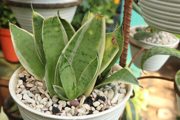 Sticker - Closeup shot of a plant with green leaves in a pot