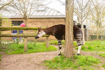 Poster - Okapi grazing green grass in a zoo in London