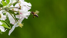 Shallow Focus Of A Honey Bee Pollinating A White Multiflora Rose With Blurred Green Backgroun