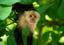 Capuchin Monkey In The Forests Of Costa Rica. These Smart Little Monkeys Are Sometimes Called "white Faced" Monkeys. 