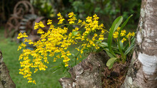 Delicate Yellow Orchid Plant In Full Bloom In Costa Rica. 