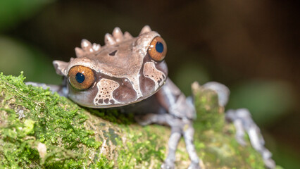 Spiny Headed Tree Frog from Costa Rica in close up on a branch. The spiny-headed tree frog, Anotheca spinosa, is a species of frog in the family Hylidae.