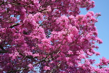 The Pink Flowers Of The Pink Trumpet Tree Are In Full Bloom.