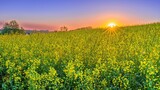Fototapeta  - Kwiaty rzepaku na polach w porannym słońcu