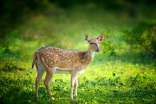 Wild Spotted Deer In Yala National Park, Sri Lanka