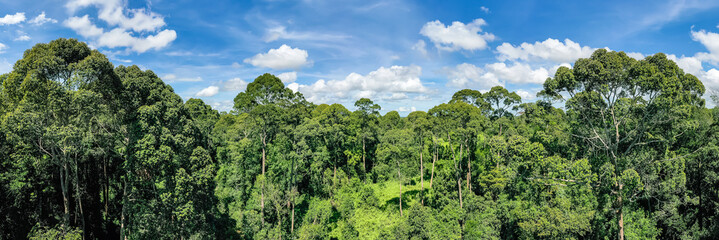 Wall Mural - Aerial view of the Borneo rainforest at Klias Forest Reserve, Beaufort Sabah.