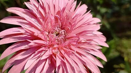 Wall Mural - Gerbera Flower Close-Up