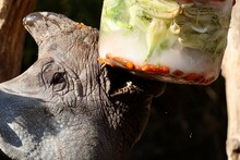 Head Of Rhino Eating In Zoo Basel