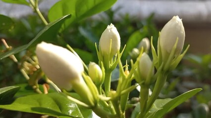 Wall Mural - Jasmine flower blooming