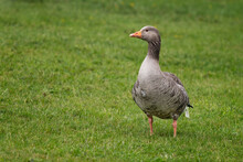 A Greylag, Graylag, Goose, Anser Anser, Standing Upright On A Grass Field