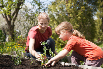 Wall Mural -  slow life. pastoral life. enjoy the little things. favorite family hobby. Mom and child daughter planting seedling In ground in garden. Kid helps in the home garden. slow life. Eco-friendly