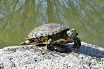Wall Mural - Adorable turtle on a stone basking in the sun