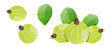 Set of Gooseberry fruit Design elements. watercolour style vector illustration.