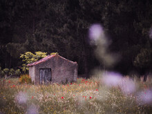 Rural Landscape With An Old Abandoned Rustic Shack Standing Among The Bushes And Flowers Framed With A Soft Blur On The Foreground. Taken In A Village In Portugal