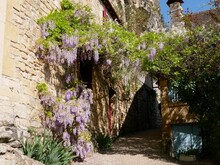 Fleur De Glycine Mauve En Dordogne