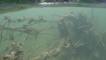 Underwater Tree Below The River Surface In Slow Motion