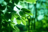 Fototapeta  - światło przechodzące przez zieleń wiosennych liści