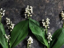 Creative Pattern Of Lilies Of The Valley Flowers. Flatlay With Spring Flowers On Black Concrete Background.