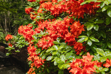 Canvas Print - Blooming Rhododendron flowers in the garden