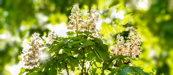 Wall Mural - closeup of chestnut tree blossoms in sunhine, flowering green springtime idyll, natural concept for chestnut remedy or beauty in spring nature