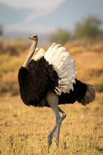 Male Ostrich Displaying His Plummage