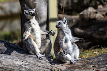 The Ring-tailed Lemur,Lemur Catta With White Ringed Tail Is The Most Known Lemur