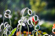 memorial day in usa, buds of unopened poppy flowers illuminated by the sun,