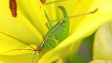 Macro Shot Of Green Grasshopper On Yellow Lily Bud. Close Up Of Insect On Flower In Summer Meadow. Nature, Wild Life